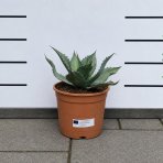 Agáva (Agave ovatifolia) ´OVATIFOLIA´ – výška 20–25 cm, Ø 20–30 cm, kont. C6L